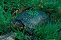 European Pond Terrapin (Emys orbicularis) - Western Europe