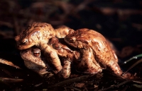 European Common Toads Mating (Bufo bufo) - Hungary