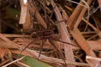 Fen Raft Spider (Dolomedes plantarius) -Mother and Young - Engla