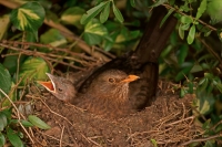 Blackbird (Turdus merula)-UK- Female on nest with nestlings
