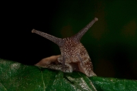 Garden Snail (Helix aspersa)  - England - UK