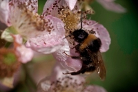 Bumble Bee (Bombus spp.) - England - UK