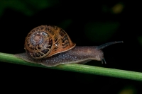 Garden Snail (Helix aspersa)  - England - UK