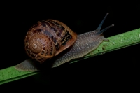 Garden Snail (Helix aspersa)  - England - UK