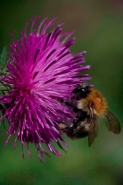 Carder Bee (Bombus spp) A type of bumble bee - England - UK