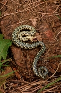 Grass Snake (Natrix natrix) Feigning Death - England - UK