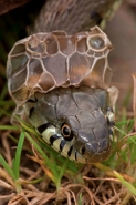 Grass Snake (Natrix natrix) Shedding Skin - UK