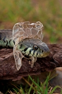 Grass Snake (Natrix natrix) Shedding Skin - UK