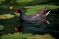 Moorhen (Gallinula chloropus) Swimming - England - UK
