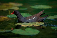 Moorhen (Gallinula chloropus) Swimming - England - UK