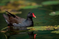 Moorhen (Gallinula chloropus) Swimming - England - UK