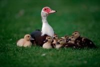 Muscovy Duck with Young (Cairina moschata) - England - UK