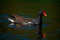 Moorhen (Gallinula chloropus) Swimming - England - UK