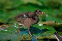 Moorhen (Gallinula chloropus) Young - England - UK