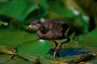 Moorhen (Gallinula chloropus) Young - England - UK
