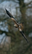Red Kite (Milvus milvus) - Wales - UK