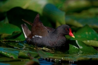 Moorhen (Gallinula chloropus) Swimming - England - UK
