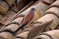 Lesser Kestrel (Falco nuamani)-Spain- Male- IUCN vulnerable spec
