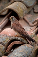Lesser Kestrel (Falco naumanni) - Spain - IUCN Vulnerable