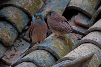 Lesser Kestrel (Falco naumanni) - Spain - IUCN Vulnerable
