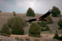 Griffon Vulture  Soaring (Gyps fulvus) - Spain