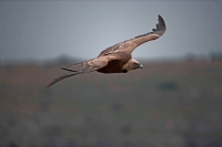Griffon Vulture  Soaring (Gyps fulvus) - Spain