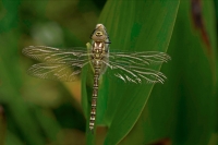 Southern Hawker (Aeshna cyanea) - Newly emerged - England - UK