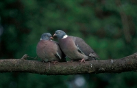 Wood Pigeons - England