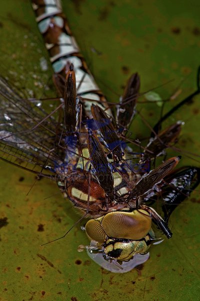 Pond Skaters Feeding on Southern Hawker - England - UK