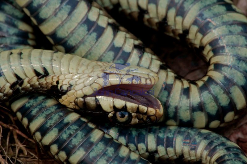 Grass Snake (Natrix natrix) Feigning Death - England - UK