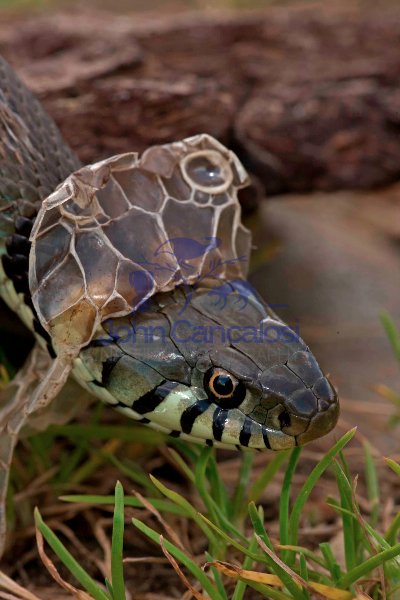 Grass Snake (Natrix natrix) Shedding Skin - UK