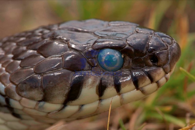Grass Snake (Natrix natrix) - UK