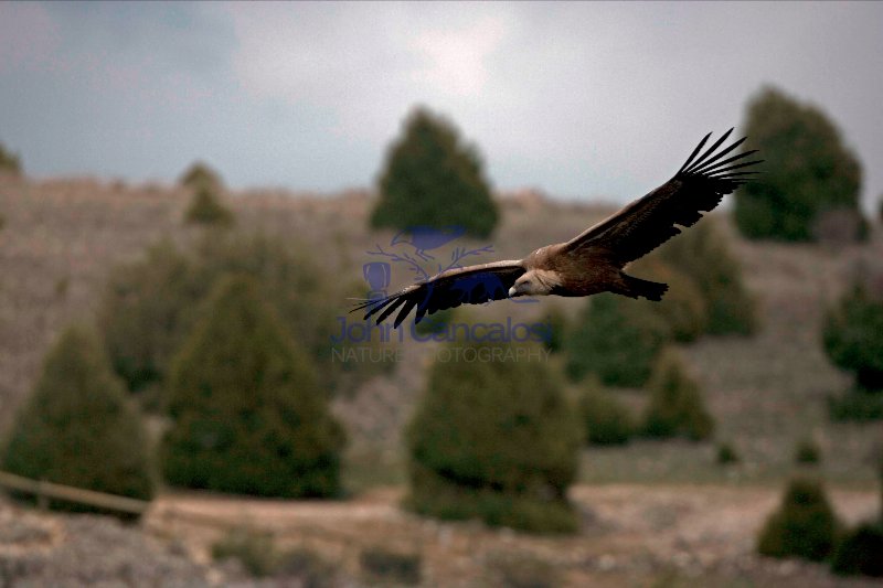 Griffon Vulture  Soaring (Gyps fulvus) - Spain