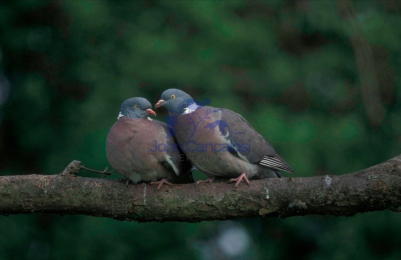 Wood Pigeons - England