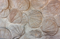 Fossil Scallops  - France