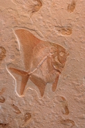 Fossil Fish (Tselvatia) with Shrimp (Carpopenaus) - Lebanon
