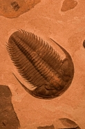 Trilobite Fossil - Russia
