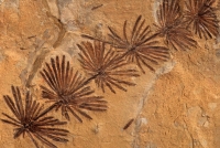 Fossil Horsetail - (Equisetum) Italy
