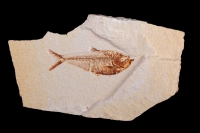 Fossil fish - (Diplomystus dentatus) Green river formation-Eocen