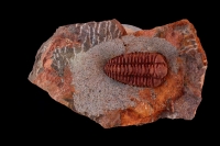 Fossil Trilobite (Placoparia) - Morocco