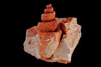 Fossil Gastropod - Strombus Species - Italy