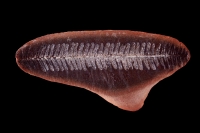 Fossil Fern (Pecopteris) - Caal City - Illinois - USA