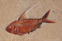 Fossil Fish (Nematonotus longispinus) - Lebanon