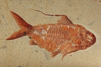 Fossil Fish (Nematonotus longispinus) - Lebanon
