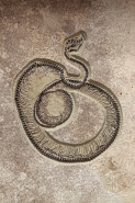 Fossil Snake Caste - Green River Formation - Wyoming - USA