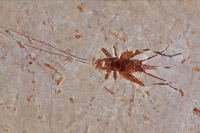 Fossil Cricket - Santana Formation - Brazil
