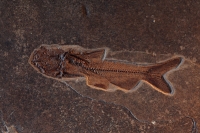 Fossil Catfish - Astephus antiguis - Eocene - Germany
