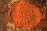 Fossil Trilobite - Cambrian Conocoryphe sp - Eastern Europe