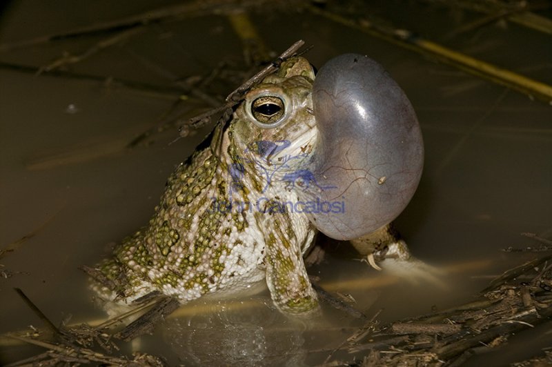 Great Plains Toad (Bufo cognatus)-Arizona-Male calling