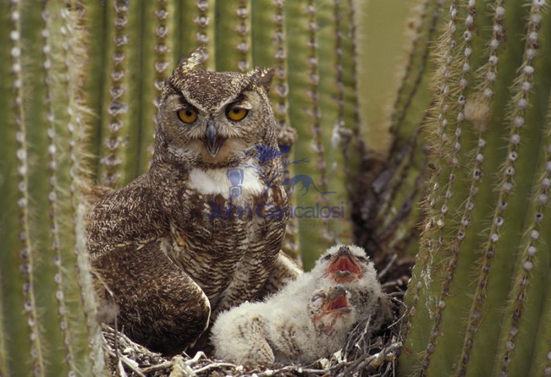 Great Horned Owl (Bubo virginianus) - Arizona